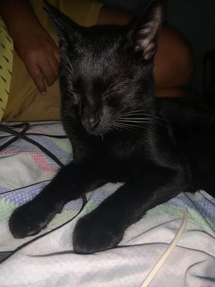 Gato ra a SRD-ViraLata idade 7 a 11 meses nome Loki