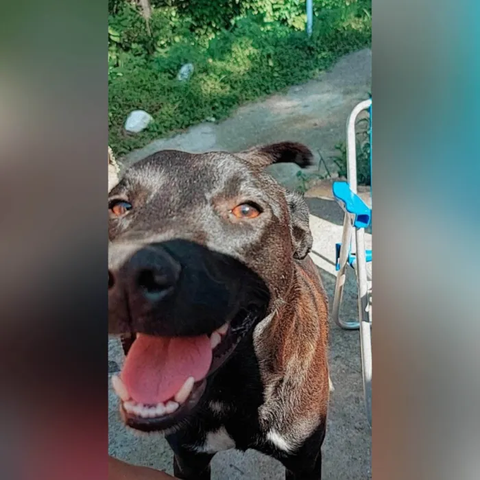 Cachorro ra a Lavrador com vira lata  idade 2 anos nome Babu