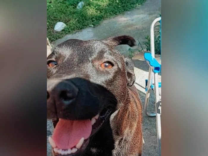 Cachorro ra a Lavrador com vira lata  idade 2 anos nome Babu