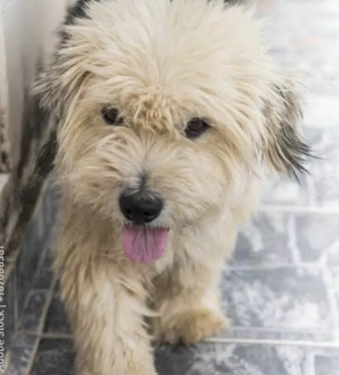 Cachorro ra a Shitzu idade 1 ano nome Luke 