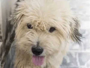 Cachorro raça Shitzu idade 1 ano nome Luke 