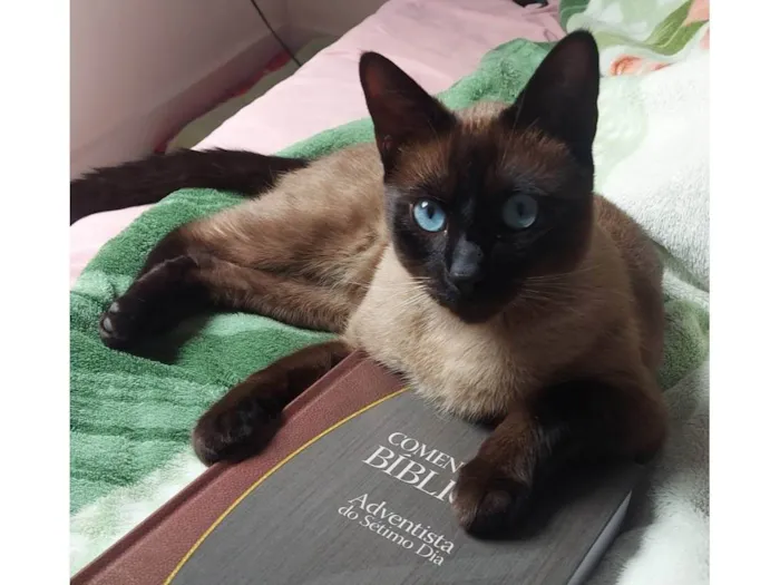 Gato ra a Siamês idade 2 anos nome GRATIFICA - Scott