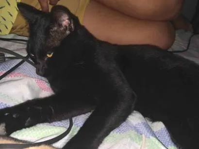 Gato raça SRD-ViraLata idade 7 a 11 meses nome Loki