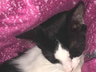 Gato raça  idade 2 a 6 meses nome Thor