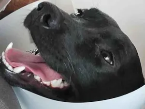 Cachorro raça Lavrador com vira lata  idade 2 anos nome Babu