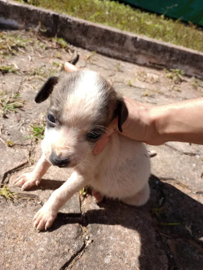 Cachorro ra a  idade Abaixo de 2 meses nome Sem nome