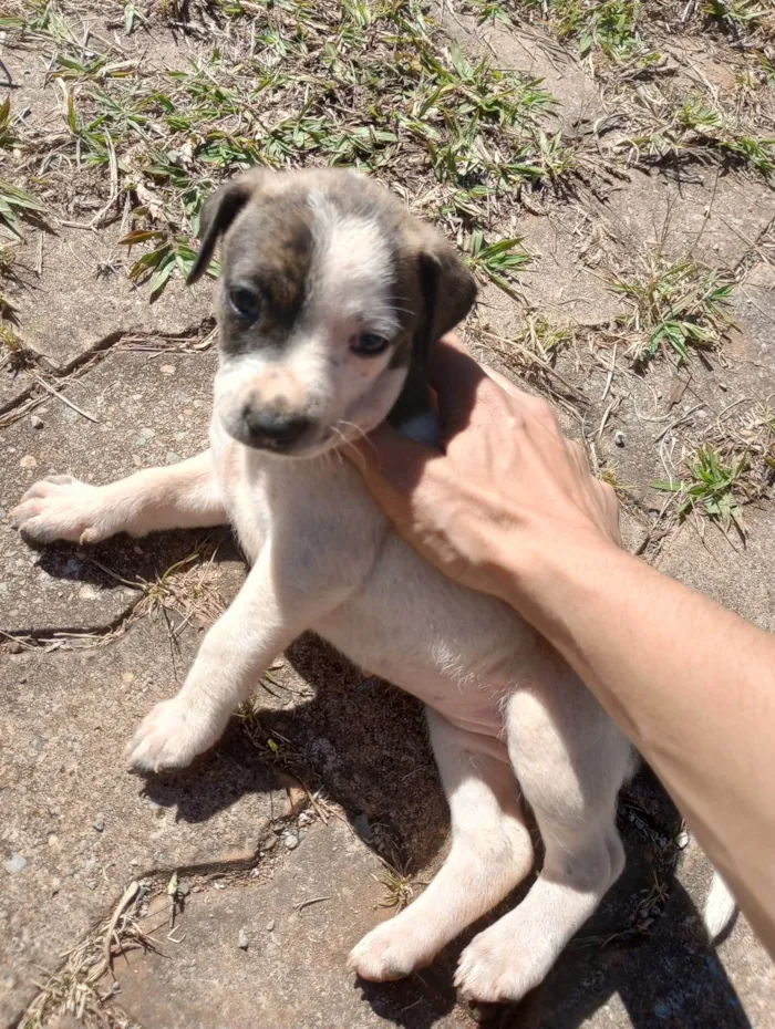 Cachorro ra a  idade Abaixo de 2 meses nome Sem nome