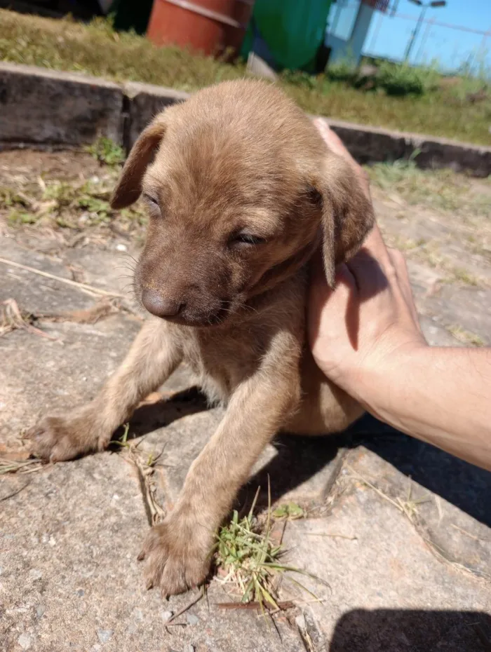 Cachorro ra a  idade Abaixo de 2 meses nome Sem nome