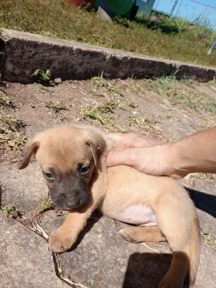 Cachorro ra a  idade Abaixo de 2 meses nome Sem nome