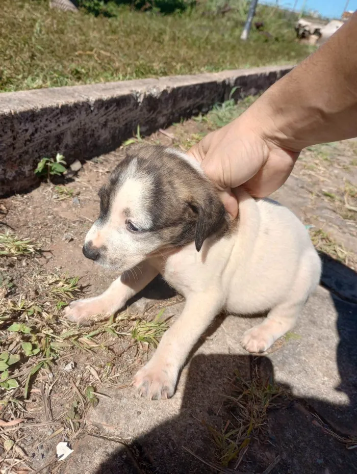 Cachorro ra a  idade Abaixo de 2 meses nome Sem nome