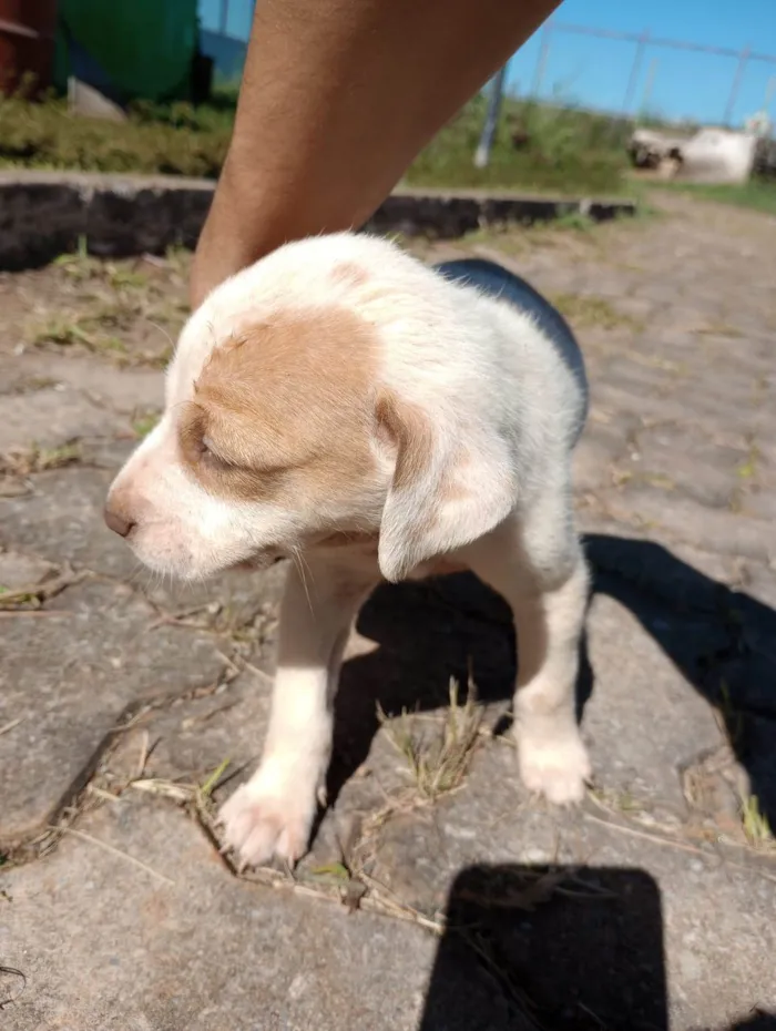 Cachorro ra a  idade Abaixo de 2 meses nome Sem nome