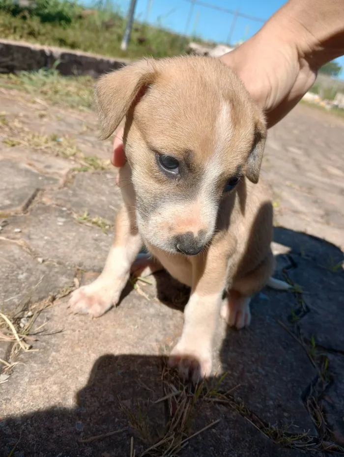 Cachorro ra a  idade Abaixo de 2 meses nome Sem nome