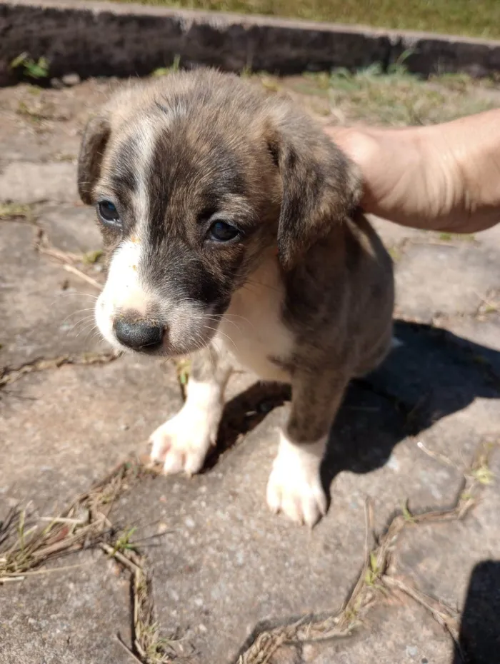 Cachorro ra a  idade Abaixo de 2 meses nome Sem nome