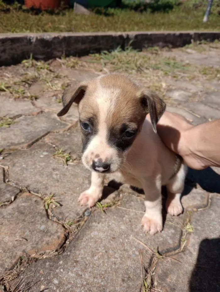 Cachorro ra a  idade Abaixo de 2 meses nome Sem nome