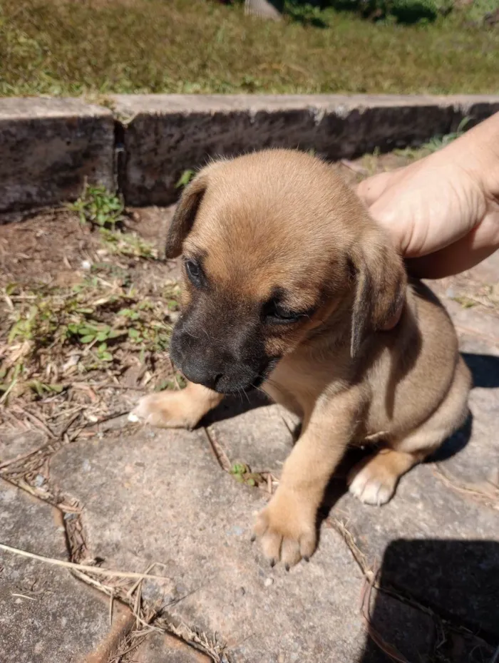 Cachorro ra a  idade Abaixo de 2 meses nome Sem nome