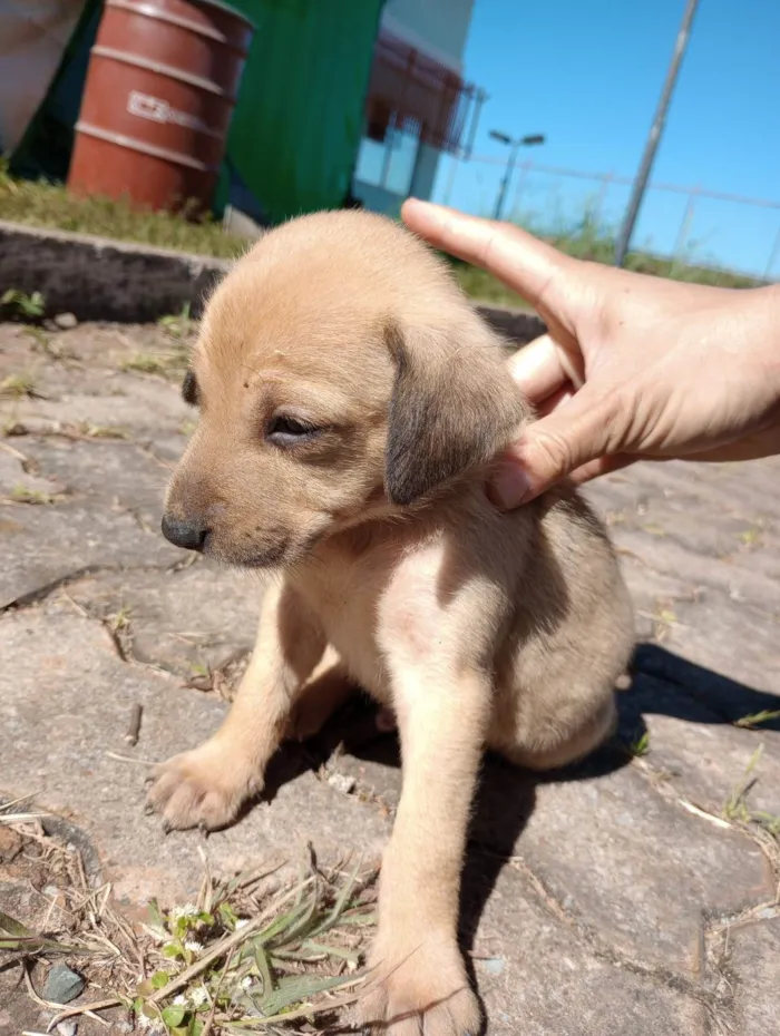 Cachorro ra a  idade Abaixo de 2 meses nome Sem nome