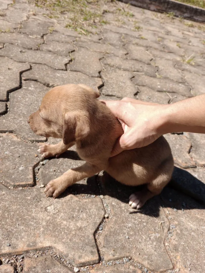 Cachorro ra a  idade Abaixo de 2 meses nome Sem nome