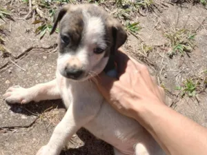 Cachorro raça  idade Abaixo de 2 meses nome Sem nome