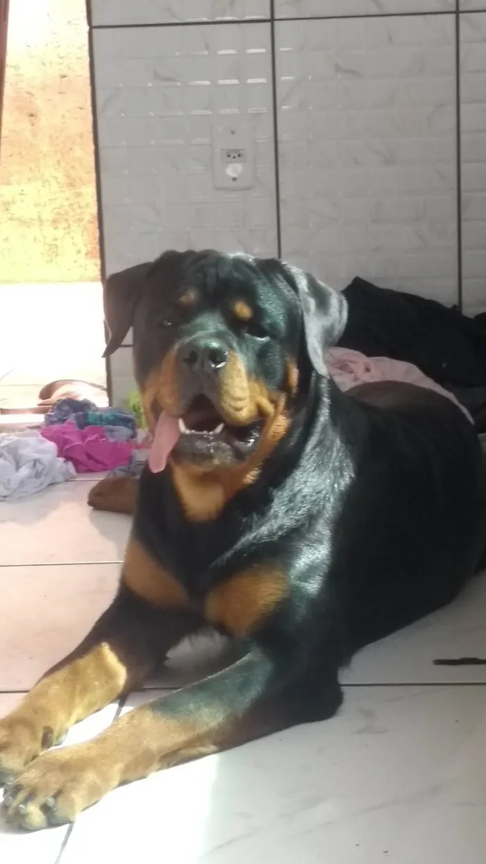 Cachorro ra a Rottweiler  idade 1 ano nome Tauro