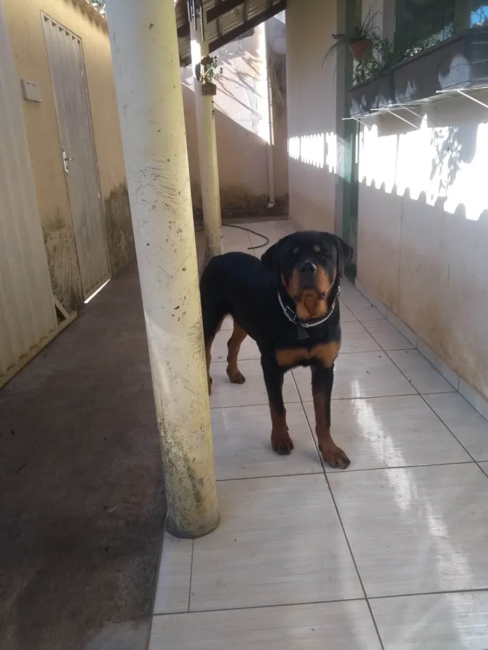 Cachorro ra a Rottweiler  idade 1 ano nome Tauro