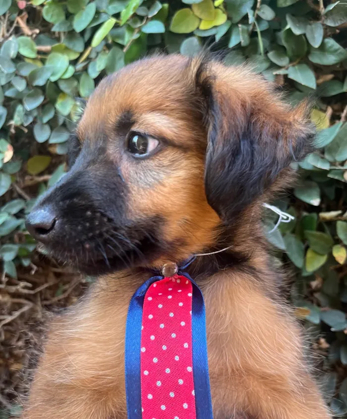 Cachorro raça SRD-ViraLata idade 2 a 6 meses nome Paçoca 