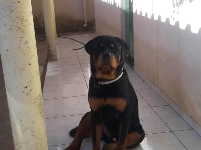 Cachorro ra a Rottweiler  idade 1 ano nome Tauro