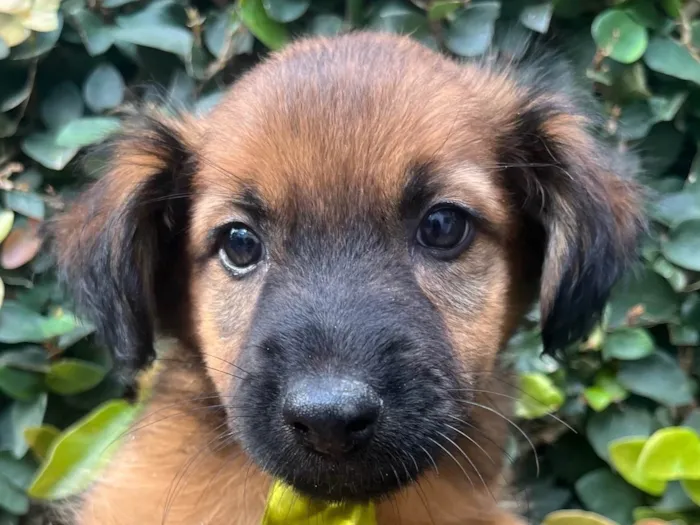 Cachorro raça SRD-ViraLata idade 2 a 6 meses nome Paçoca 