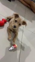 Cachorro raça SRD-ViraLata idade 2 a 6 meses nome Estopinha 