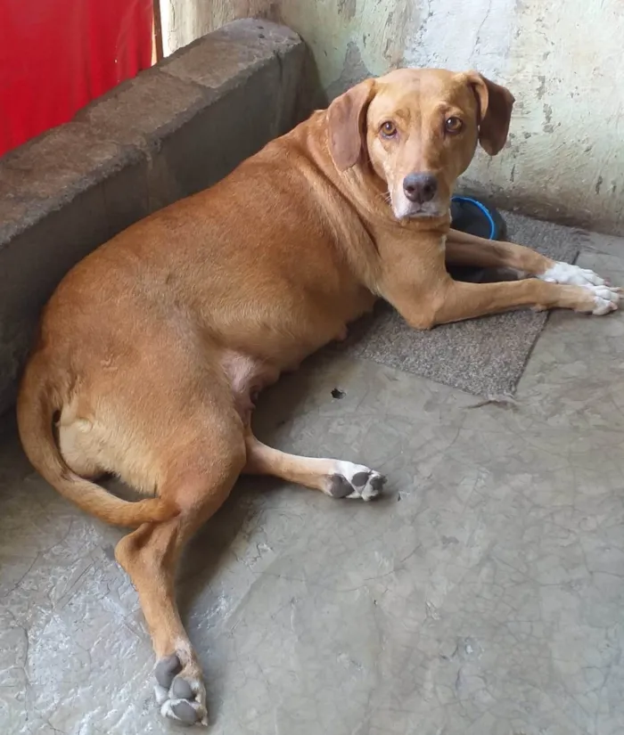 Cachorro ra a SRD-ViraLata idade 2 anos nome Mel