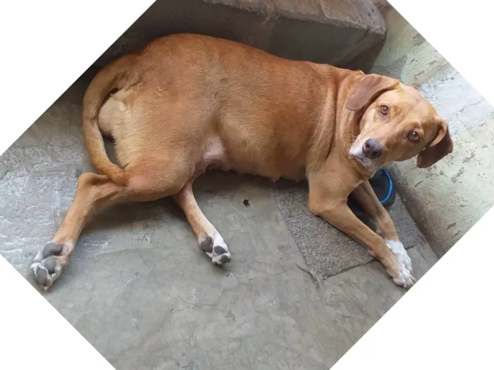 Cachorro ra a SRD-ViraLata idade 2 anos nome Mel