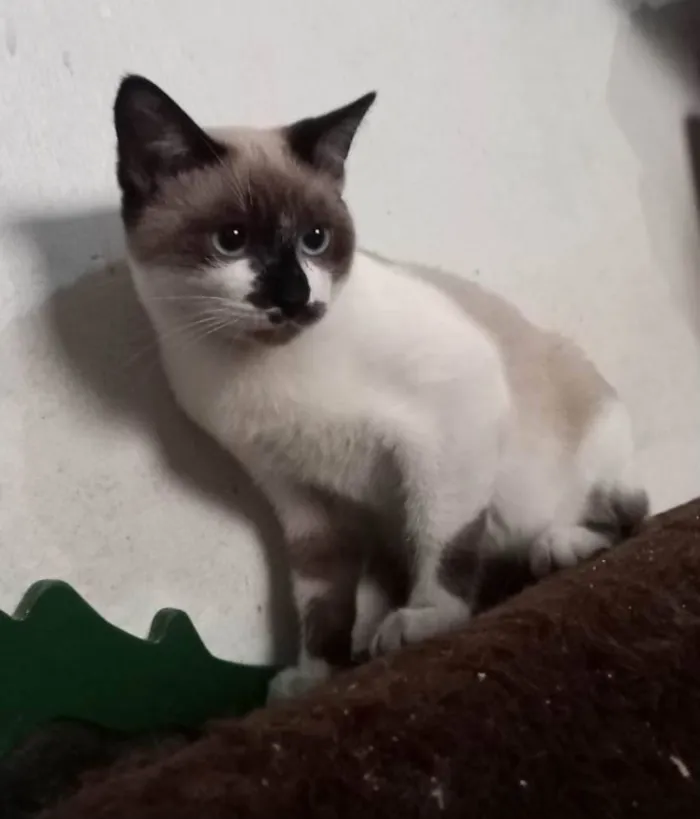Gato raça SRD-ViraLata idade 2 a 6 meses nome Dudu