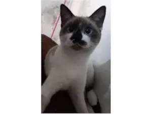 Gato raça SRD-ViraLata idade 2 a 6 meses nome Dudu