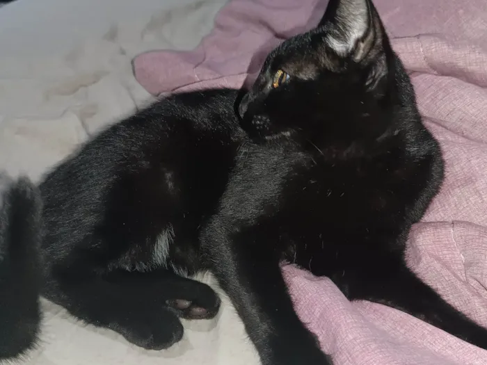 Gato ra a SRD-ViraLata idade 7 a 11 meses nome Junior 