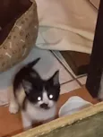 Pup