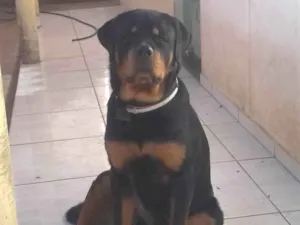 Cachorro raça Rottweiler  idade 1 ano nome Tauro