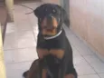 Tauro