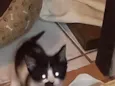 Pup