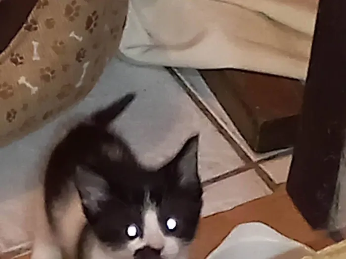 Gato ra a  idade Abaixo de 2 meses nome Pup
