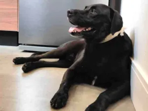 Cachorro raça Labrador idade 4 anos nome LIBÓRIO