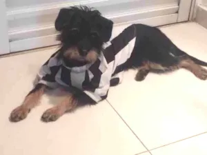 Cachorro raça SRD-ViraLata idade 1 ano nome S/N