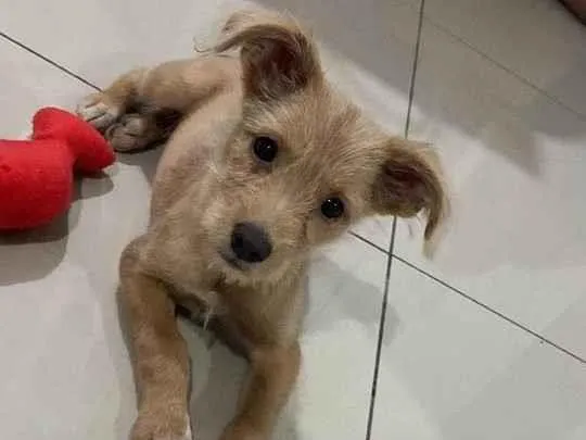 Cachorro raça SRD-ViraLata idade 2 a 6 meses nome Estopinha 