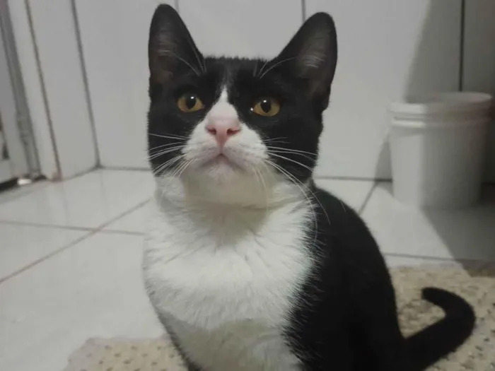 Gato ra a  idade 2 a 6 meses nome Pretinho