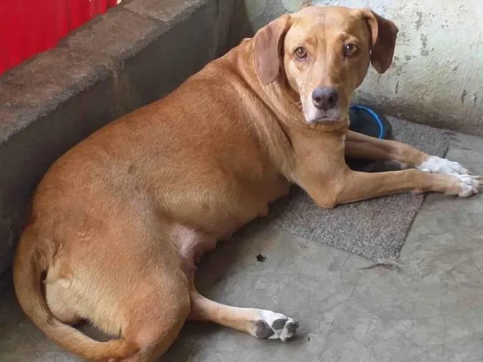 Cachorro ra a SRD-ViraLata idade 2 anos nome Mel