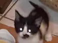 Pup