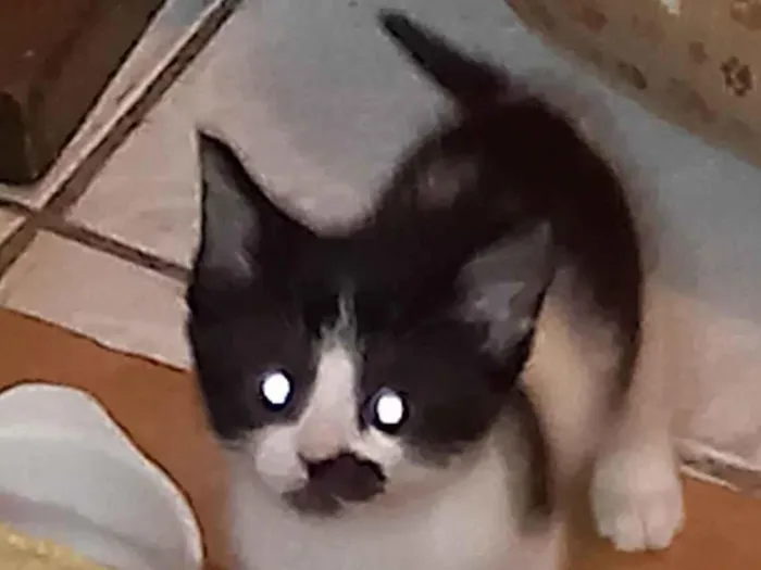 Gato ra a  idade Abaixo de 2 meses nome Pup