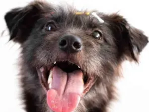 Cachorro raça SRD-ViraLata idade 3 anos nome PRETINHO