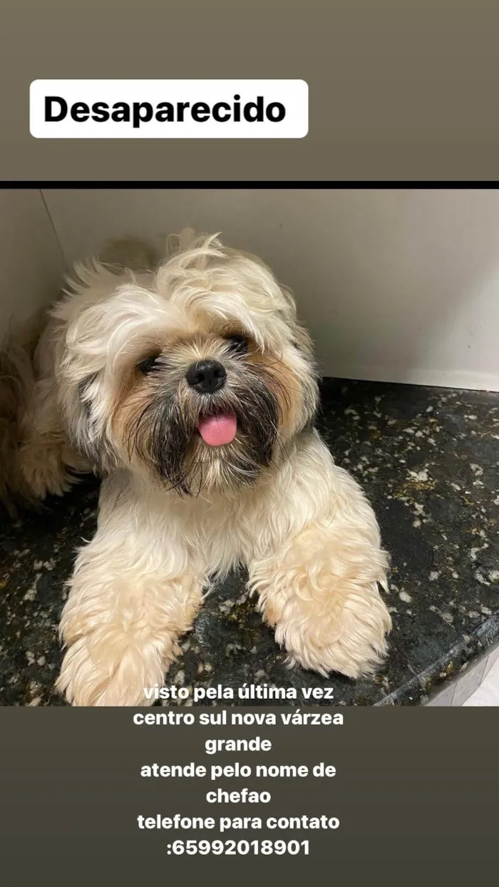 Cachorro raça Shih tzu  idade 3 anos nome chefão 