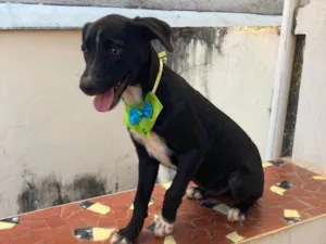 Cachorro raça SRD-ViraLata idade 2 a 6 meses nome Neguinho 