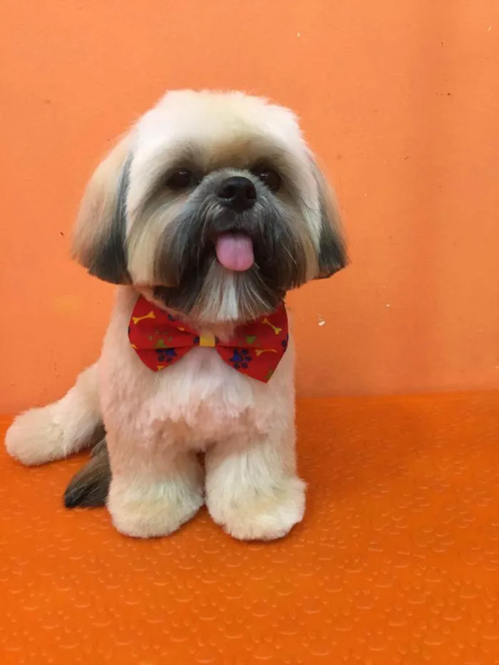 Cachorro raça Shih tzu  idade 3 anos nome chefão 