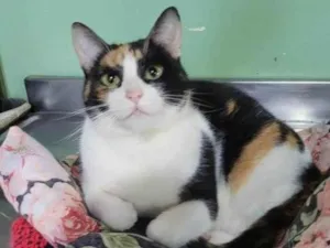 Gato raça SRD-ViraLata idade 1 ano nome YUME
